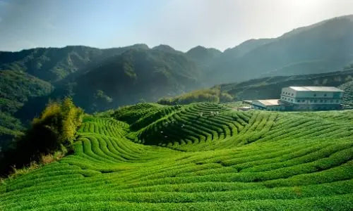Pourquoi le thé vert Sencha est-il si spécial et comment le prépare-t-on ?