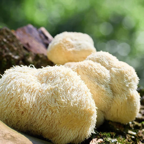 Champignon Lion's Mane sur un tronc d'arbre moussu